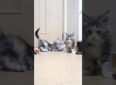 愛くるしいメインクーン赤ちゃんの夏奈ちゃん