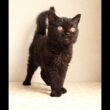 セルカークレックス子猫　Selkirk Rex　2025.12.4産まれ　　ブラック　黒猫　巻き毛　男の子　シーダキャット猫のお店