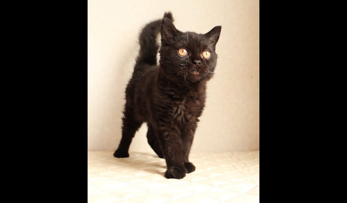 セルカークレックス子猫　Selkirk Rex　2025.12.4産まれ　　ブラック　黒猫　巻き毛　男の子　シーダキャット猫のお店