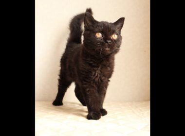 セルカークレックス子猫　Selkirk Rex　2025.12.4産まれ　　ブラック　黒猫　巻き毛　男の子　シーダキャット猫のお店