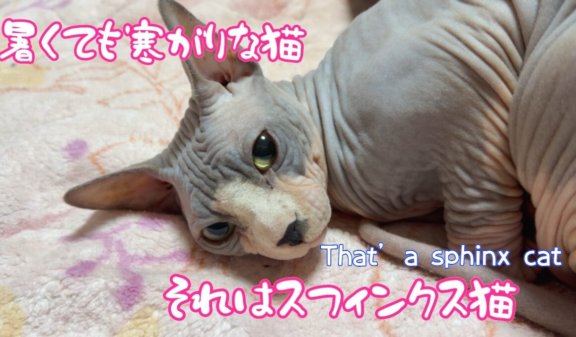 スフィンクス猫チャイの春は寒いです
