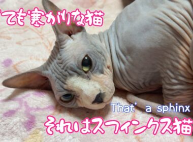 スフィンクス猫チャイの春は寒いです