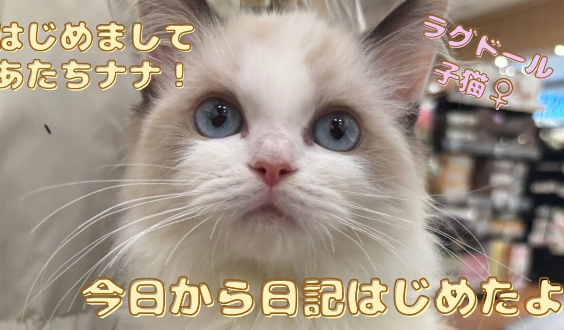 ラグドールの子猫をお迎えしました | あたち日記 #1