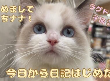 ラグドールの子猫をお迎えしました | あたち日記 #1