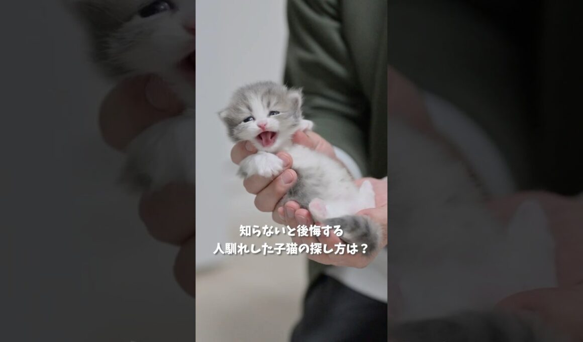 知らないと後悔する人馴れした子猫の探し方は？