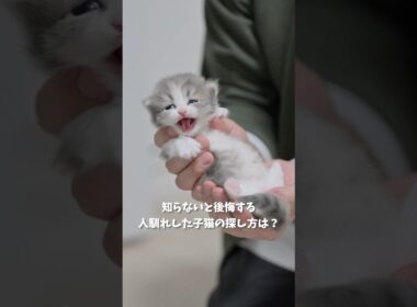知らないと後悔する人馴れした子猫の探し方は？