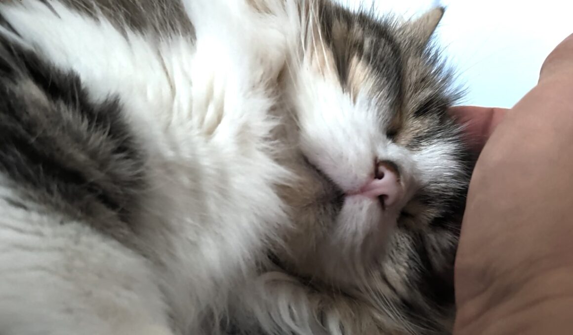 頭こちょこちょを催促する猫が可愛すぎた