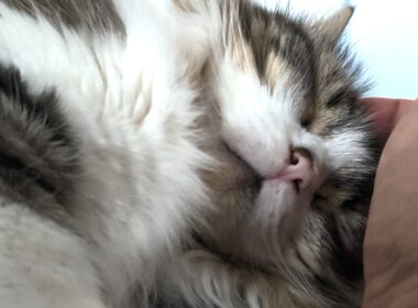 頭こちょこちょを催促する猫が可愛すぎた