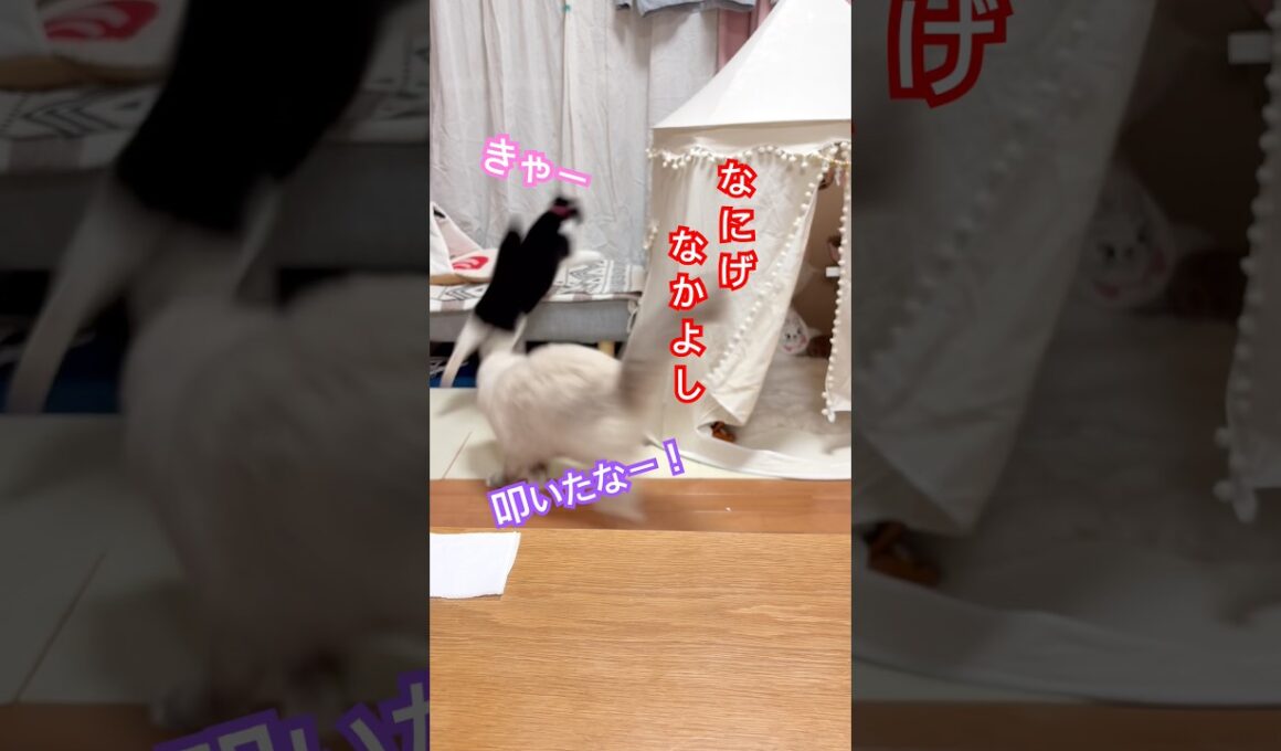 【KIKI & anela】ハチワレとラグドールの日常生活は常にこんな感じ#猫 #shorts