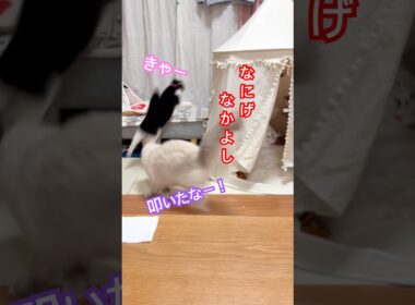 【KIKI & anela】ハチワレとラグドールの日常生活は常にこんな感じ#猫 #shorts