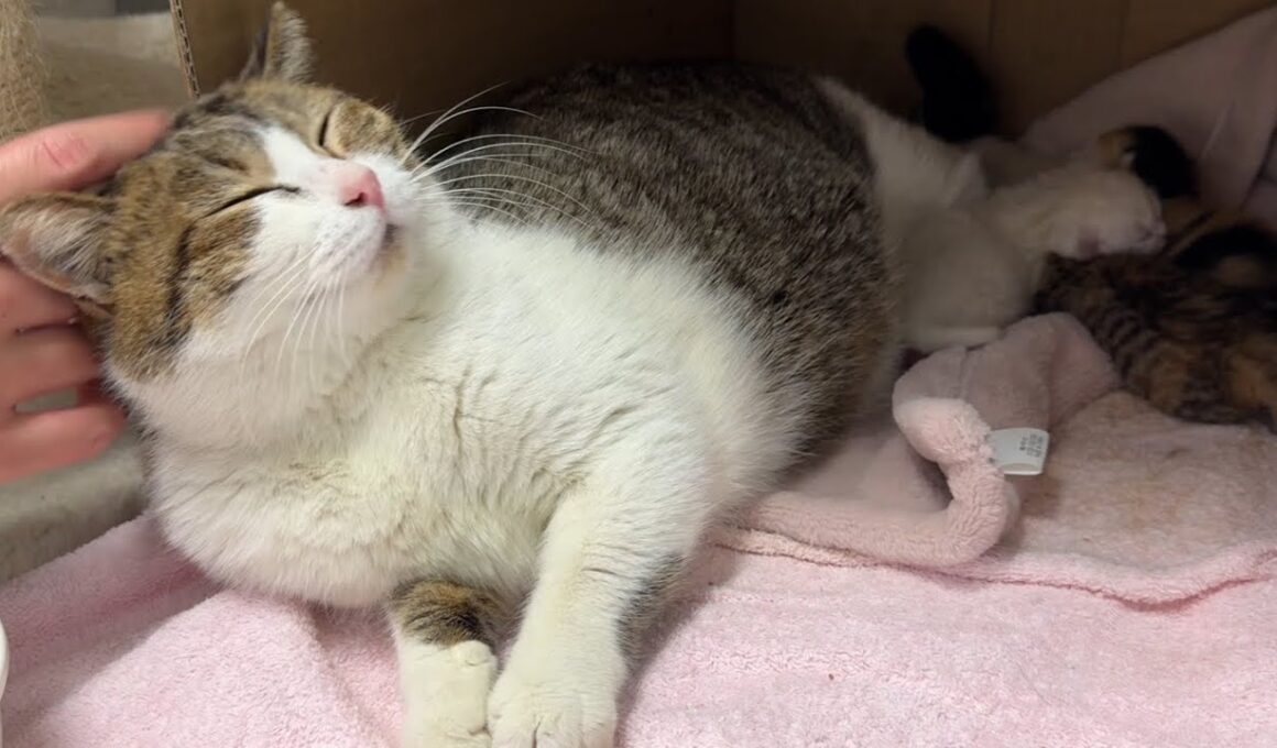 生後3日目の子猫に授乳中のママ猫を初めて…
