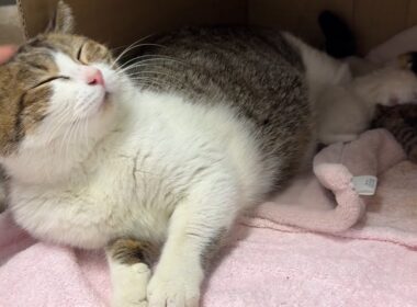 生後3日目の子猫に授乳中のママ猫を初めて…