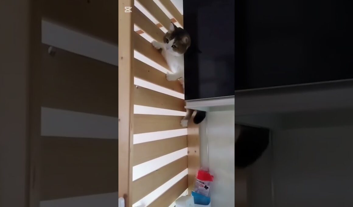 おりれなくなってあわてる猫さん#アメリカンカール #cat #猫のいる暮らし #落ちる#猫のきもち#猫好きさんと繋がりたい