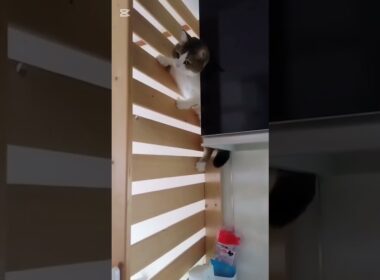 おりれなくなってあわてる猫さん#アメリカンカール #cat #猫のいる暮らし #落ちる#猫のきもち#猫好きさんと繋がりたい