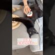 お手入れ大好き✨黒猫ボンベイ　#cat #ねこのいる暮らし #ねこのいる生活 #ねこ動画 #猫 #猫好きさんと繋がりたい #ブラッシング #かわいい #甘えん坊 #癒やし
