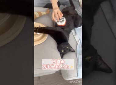 お手入れ大好き✨黒猫ボンベイ　#cat #ねこのいる暮らし #ねこのいる生活 #ねこ動画 #猫 #猫好きさんと繋がりたい #ブラッシング #かわいい #甘えん坊 #癒やし