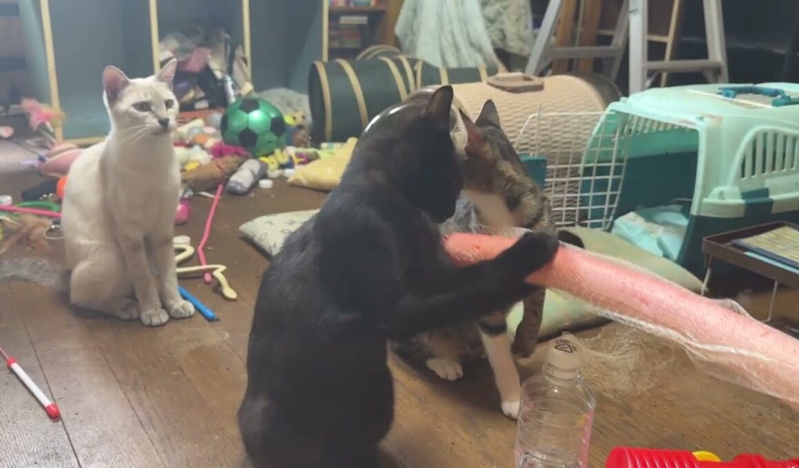 キジシロのルル、シャムの雫、黒猫の黒夢と、オモチャのビームサーベルで遊んでみたら