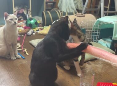 キジシロのルル、シャムの雫、黒猫の黒夢と、オモチャのビームサーベルで遊んでみたら