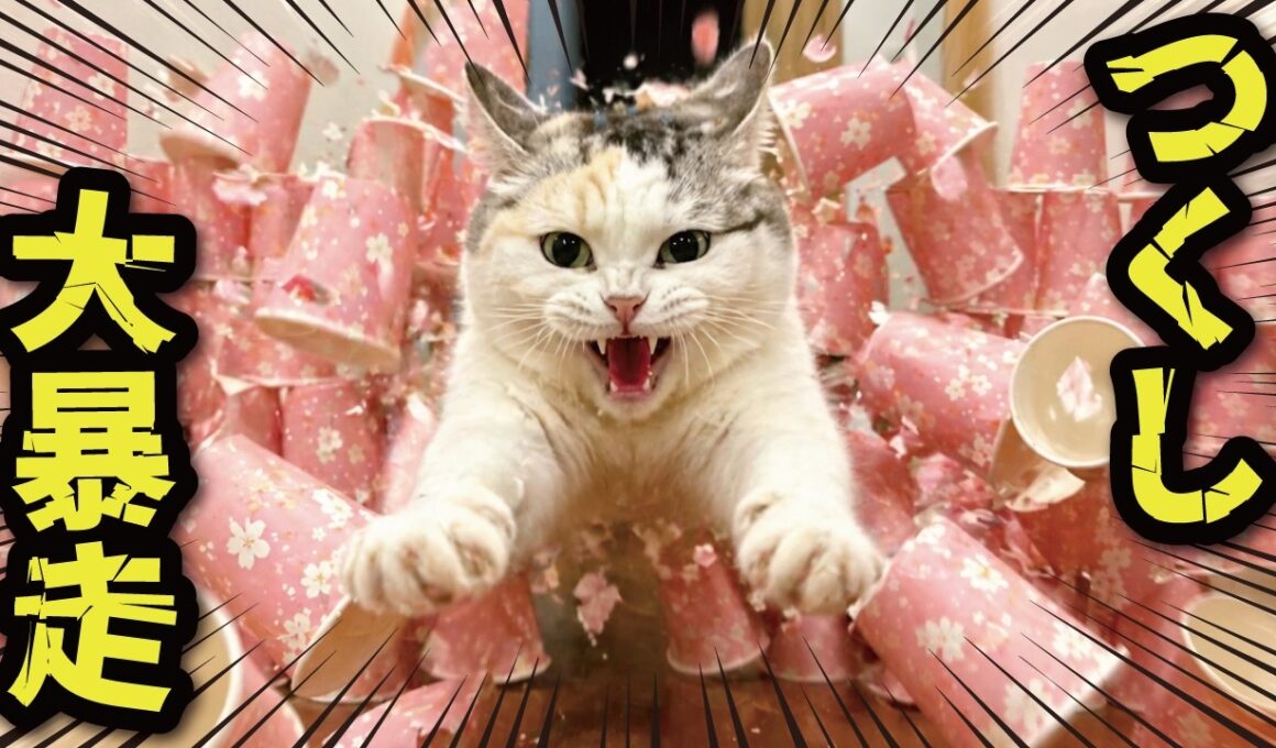 【ヤバすぎ】中毒になって紙コップに突撃する猫…