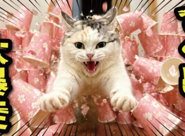 【ヤバすぎ】中毒になって紙コップに突撃する猫…