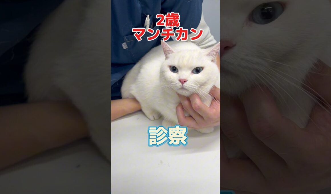 昨日から何度も吐いてる2歳のマンチカンが動物病院にやって来た！