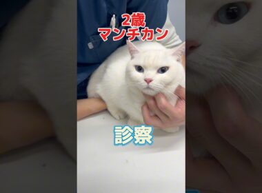 昨日から何度も吐いてる2歳のマンチカンが動物病院にやって来た！
