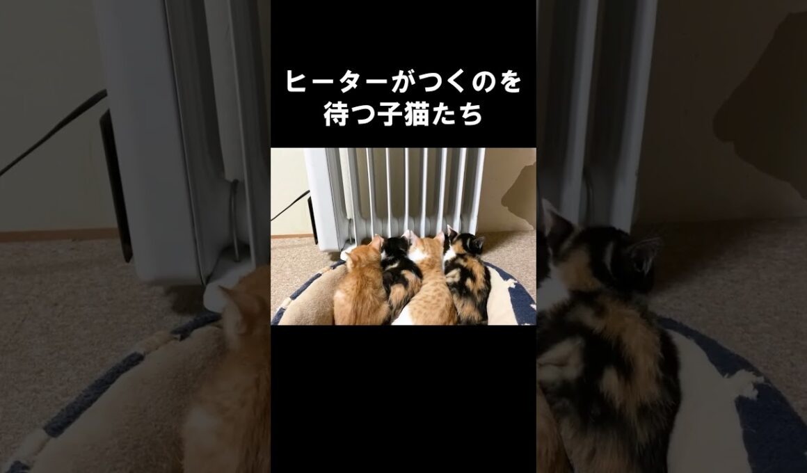 ヒーターがつくのを待つ子猫たち #うにむぎはち #子ネコ