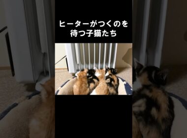 ヒーターがつくのを待つ子猫たち #うにむぎはち #子ネコ