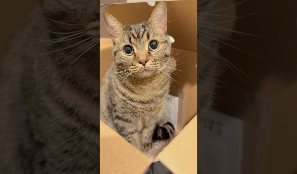 箱入り娘(猫)が可愛すぎて、発狂する飼主たちwww #cat #猫