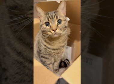 箱入り娘(猫)が可愛すぎて、発狂する飼主たちwww #cat #猫