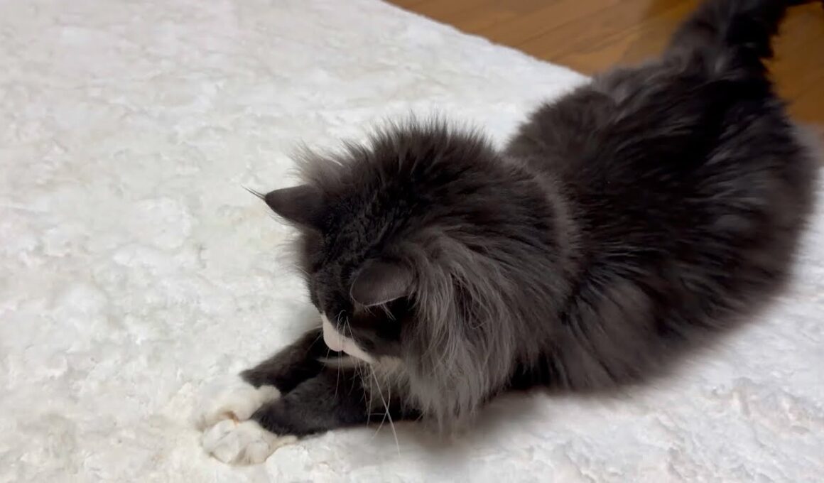 【シロアリ😨⁉︎】虫を捕まえてくれるもふ猫たち…ノルウェージャンフォレストキャットとターキッシュアンゴラ