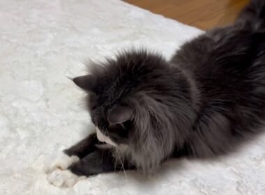 【シロアリ😨⁉︎】虫を捕まえてくれるもふ猫たち…ノルウェージャンフォレストキャットとターキッシュアンゴラ