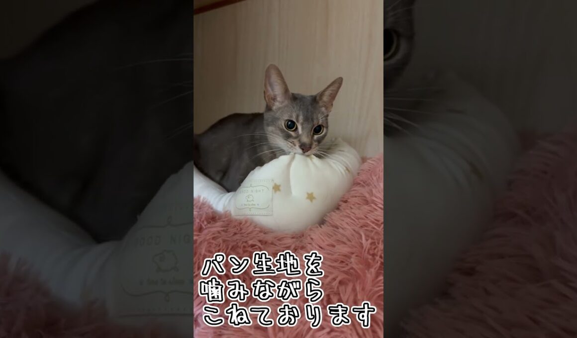 アビシニアンとは その71 フミフミするのが大好きな猫 #shorts #猫 #アビシニアン