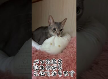 アビシニアンとは その71 フミフミするのが大好きな猫 #shorts #猫 #アビシニアン