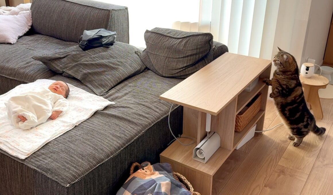 初めて見る赤ちゃんに興味津々の猫の反応が可愛すぎる！