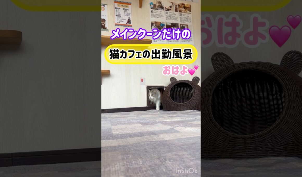 20260425メインクーンだけの【猫カフェの出勤風景】#cat #cooncat #mainecat #もふもふ