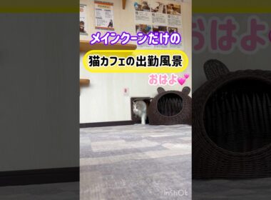 20260425メインクーンだけの【猫カフェの出勤風景】#cat #cooncat #mainecat #もふもふ