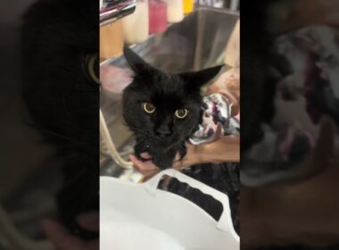 メインクーンのノワールちゃんが来てくれました　京都市南区　ペットサロンみぃ〜
