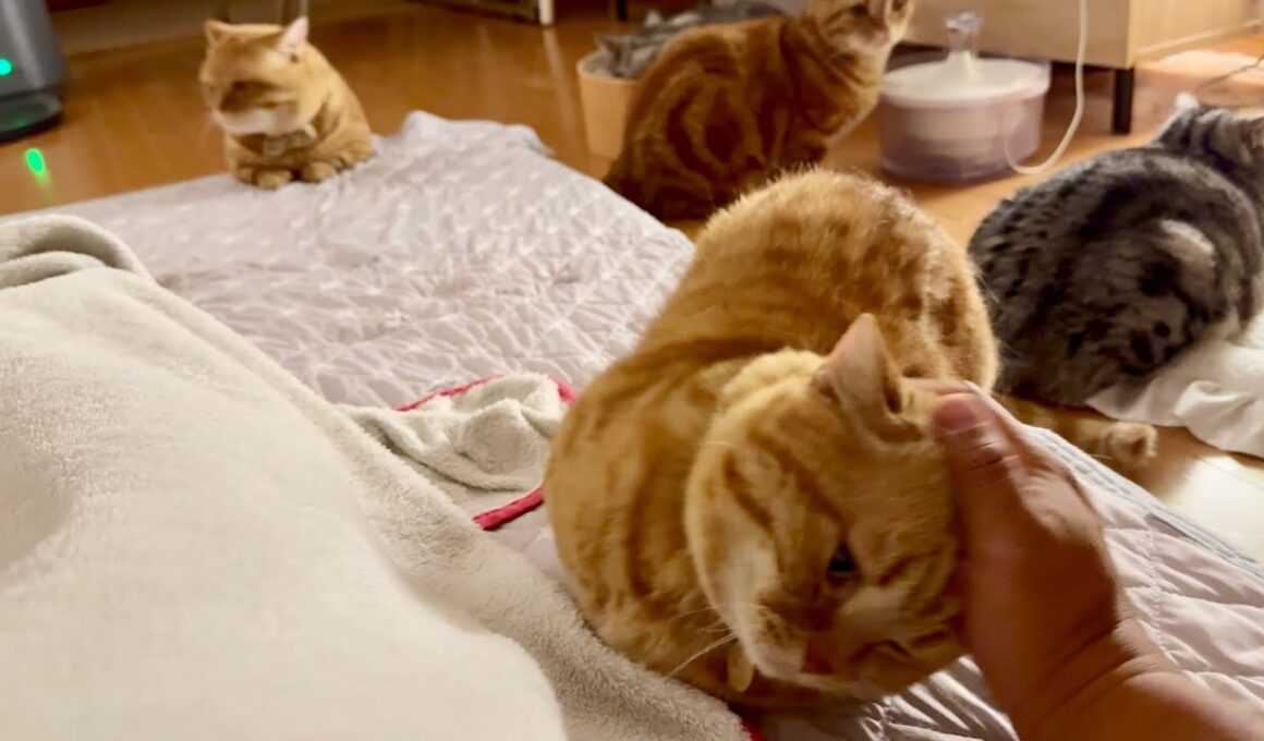 あのマンチカンの茶々くんは大家族の父ちゃんを立派にやってます！