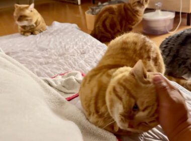 あのマンチカンの茶々くんは大家族の父ちゃんを立派にやってます！