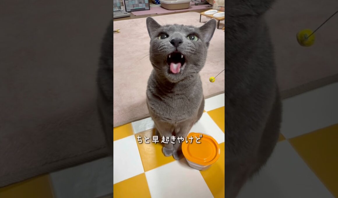 【ロシアンブルー】日曜日の朝のめろんです🥰朝早くから起きておねだり...これがしあわせ🥹【猫】#shorts