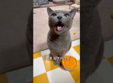 【ロシアンブルー】日曜日の朝のめろんです🥰朝早くから起きておねだり...これがしあわせ🥹【猫】#shorts