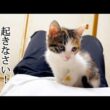 寝ていたらお腹の上にいた子猫