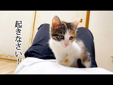 寝ていたらお腹の上にいた子猫