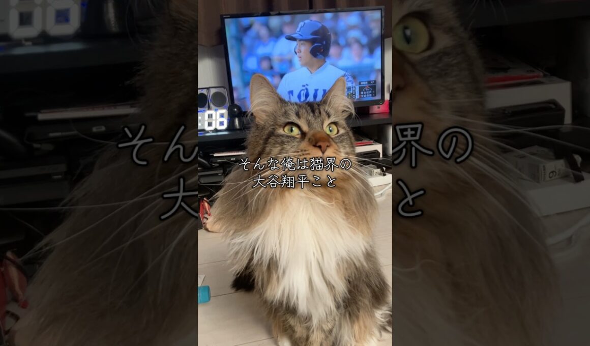 アメリカかぶれのメインクーン #cat #猫のいる暮らし #猫動画 #shorts