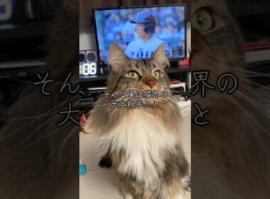 アメリカかぶれのメインクーン #cat #猫のいる暮らし #猫動画 #shorts