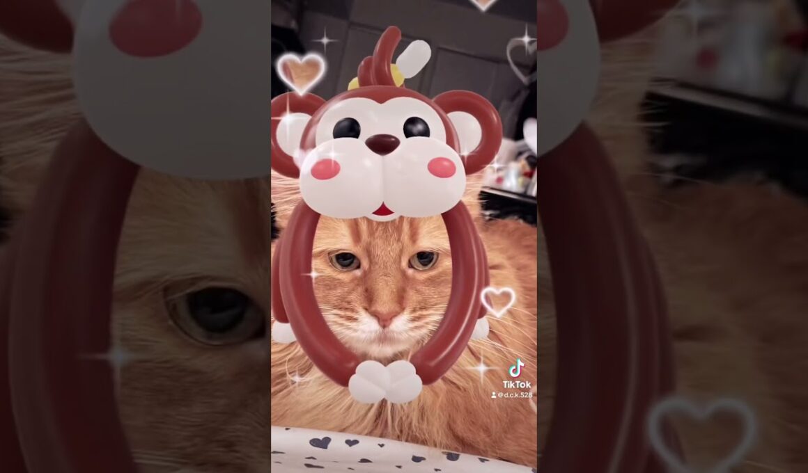 ソマリレッド🧡13歳🧡#ショート動画 #ねこ #猫