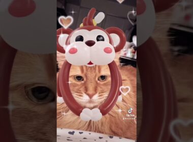 ソマリレッド🧡13歳🧡#ショート動画 #ねこ #猫