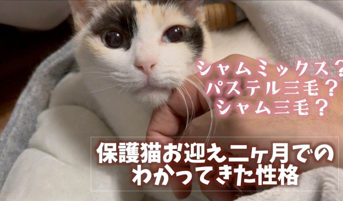 ［保護猫お迎え二ヶ月］でわかってきたシャムミックス？シャム三毛？の性格