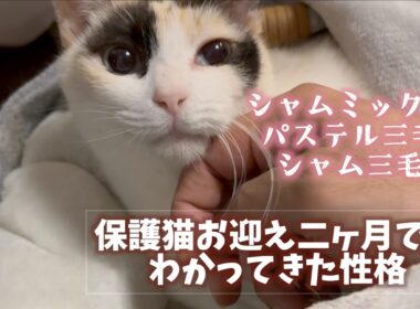 ［保護猫お迎え二ヶ月］でわかってきたシャムミックス？シャム三毛？の性格